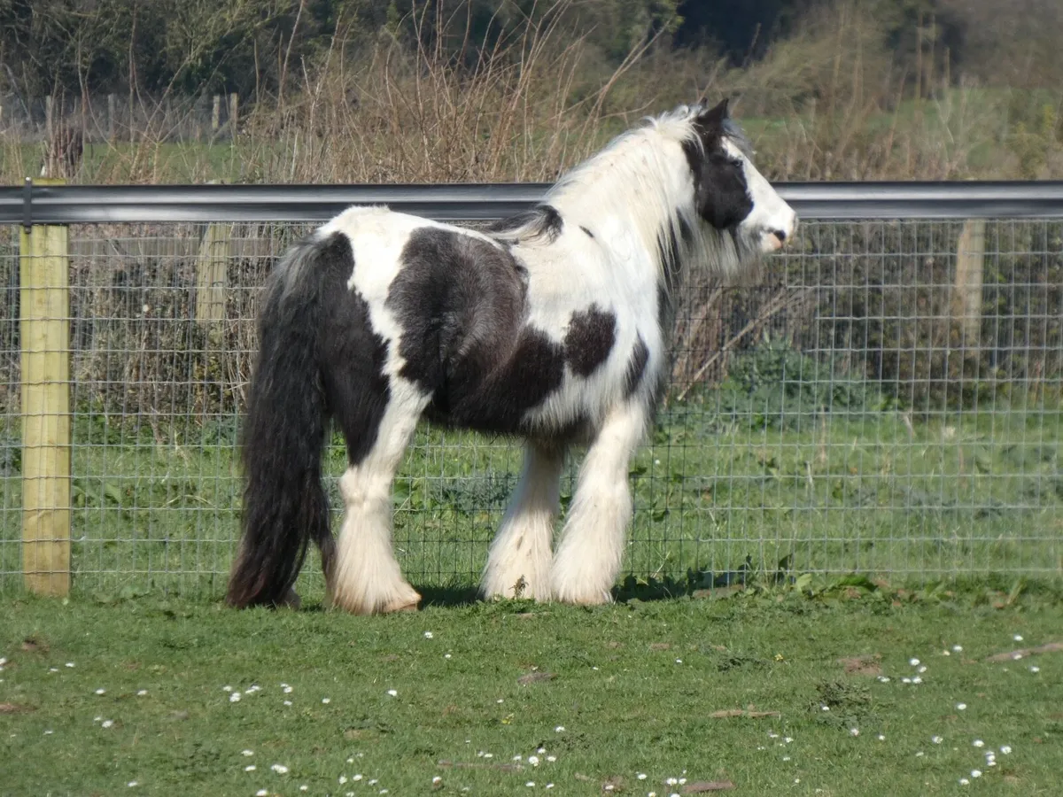 Top class mare for sale - Image 4