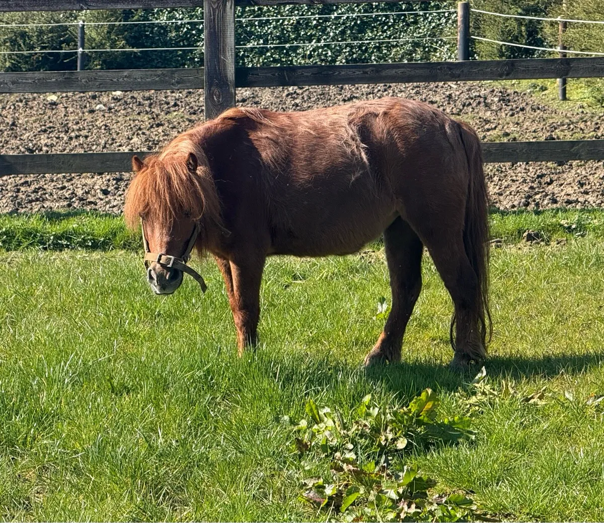 Sweet miniature mare