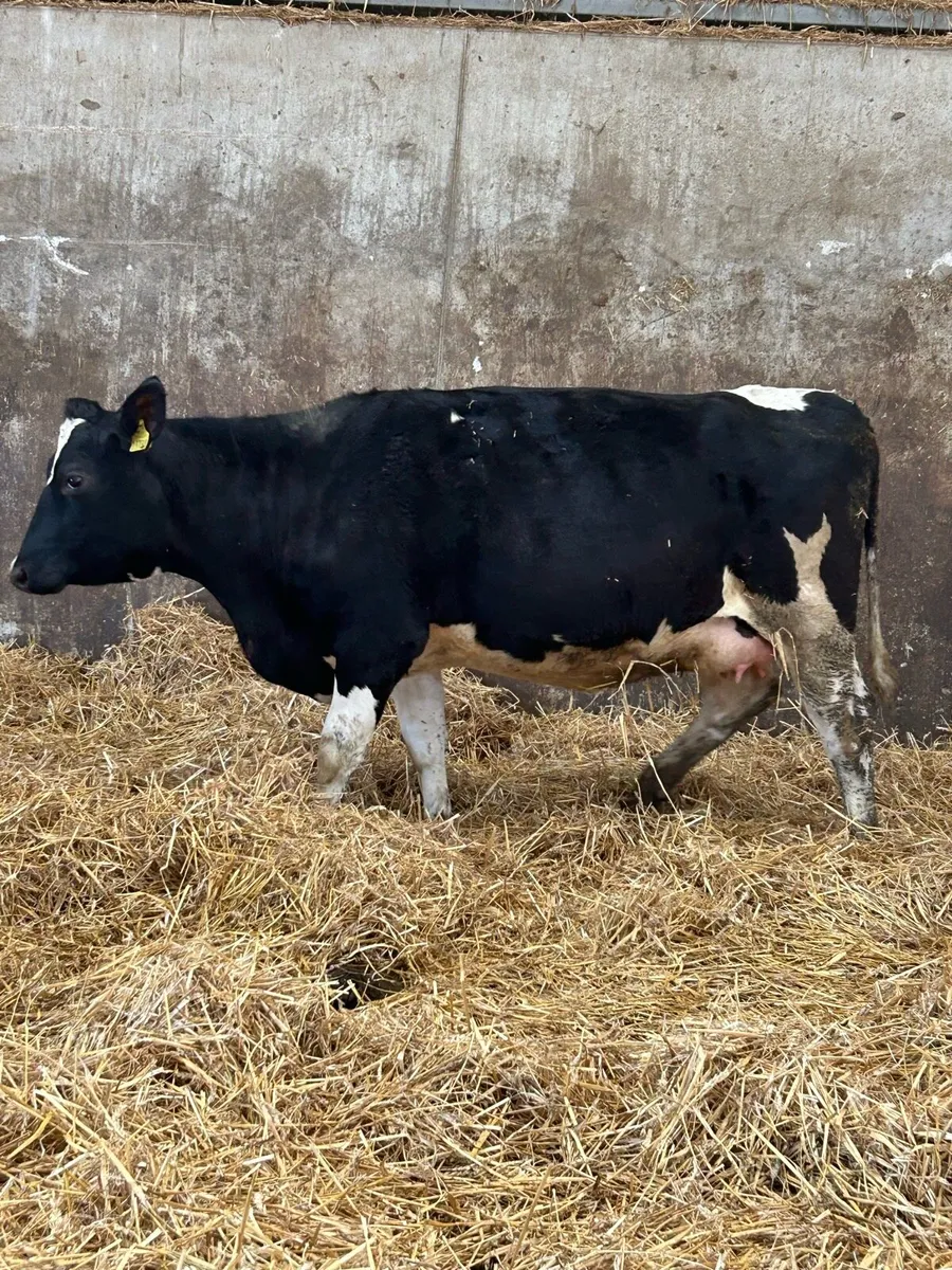 Incalf Heifers - Image 2