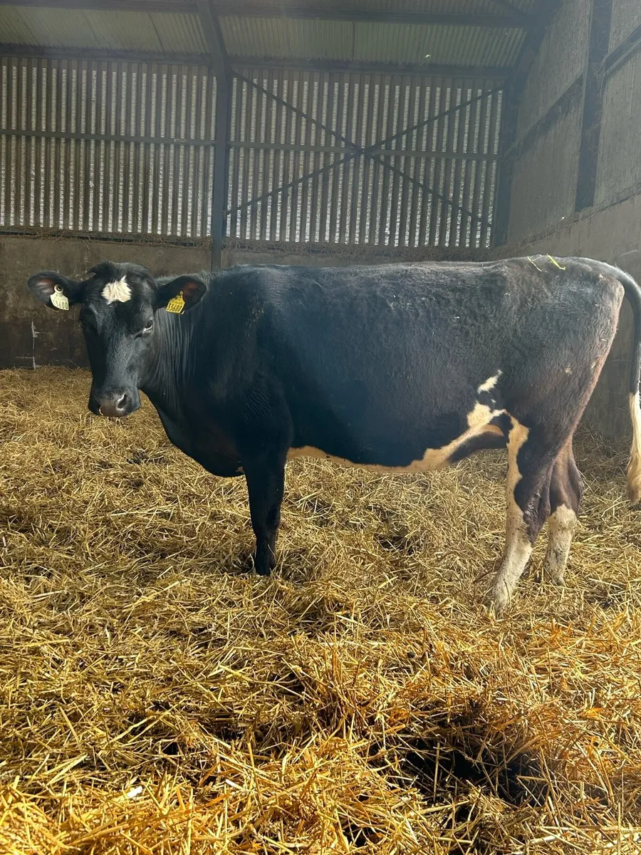 Incalf Heifers - Image 4