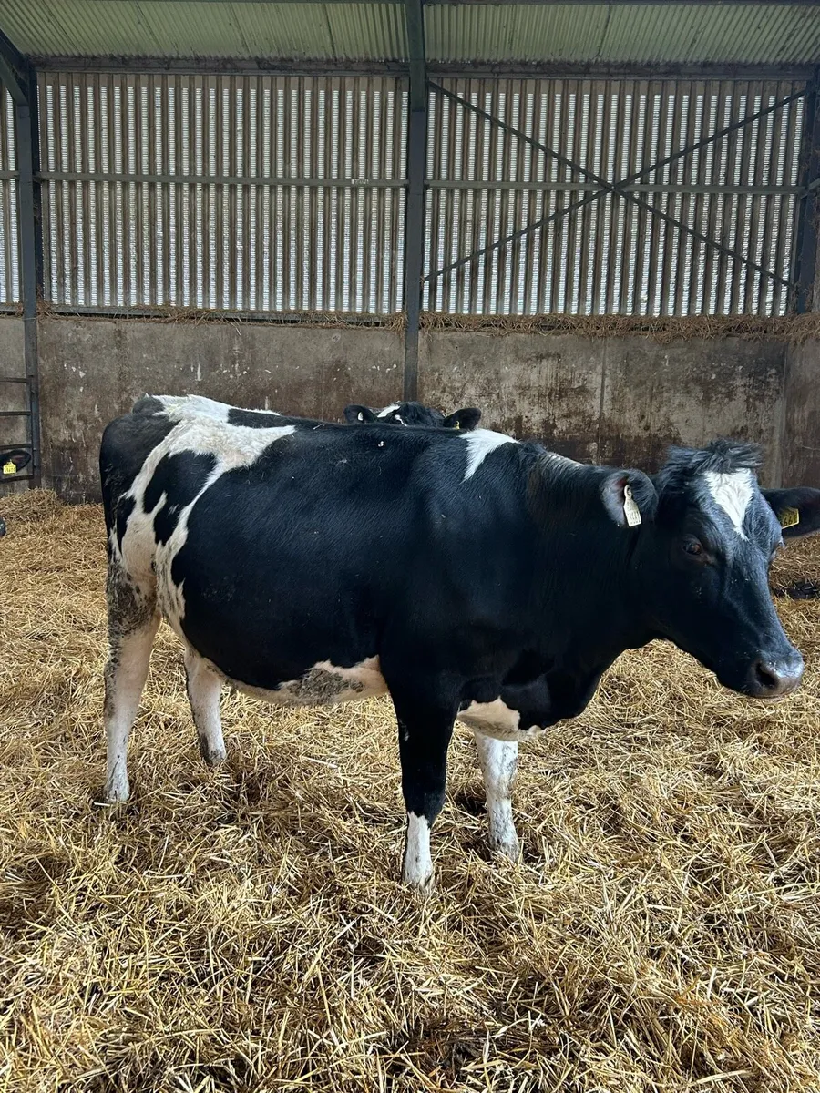 Incalf Heifers - Image 1
