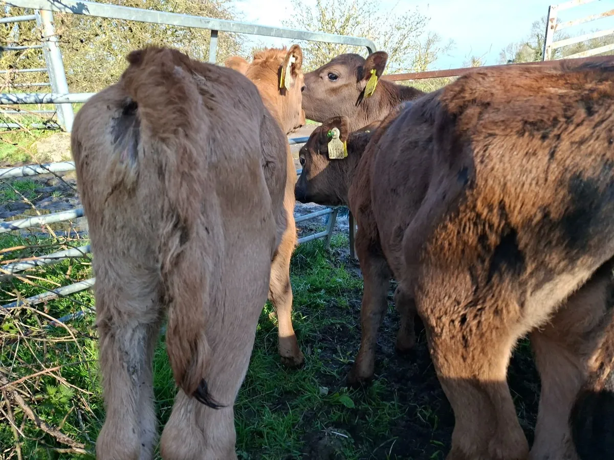 Angus and Limousin Heifer  Calves - Image 2