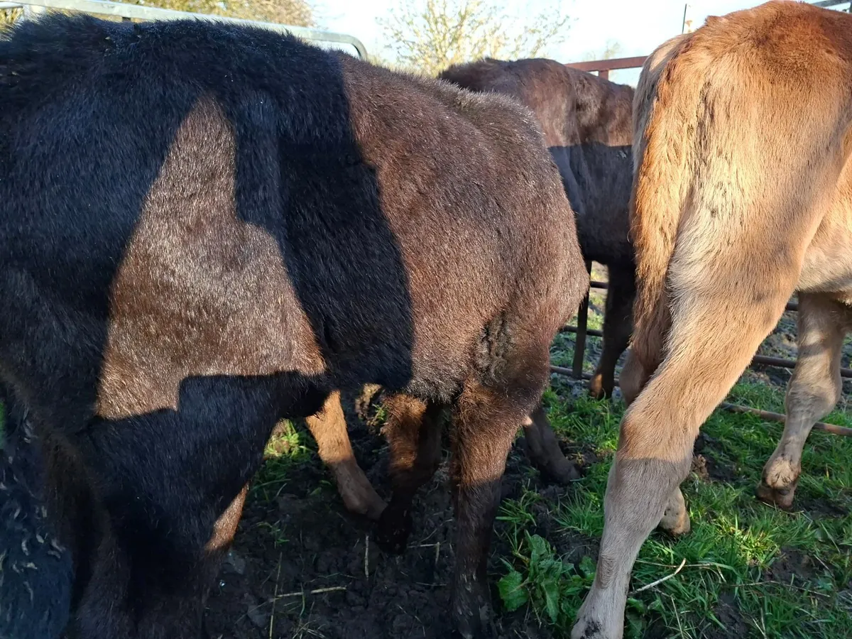 Angus and Limousin Heifer  Calves - Image 3