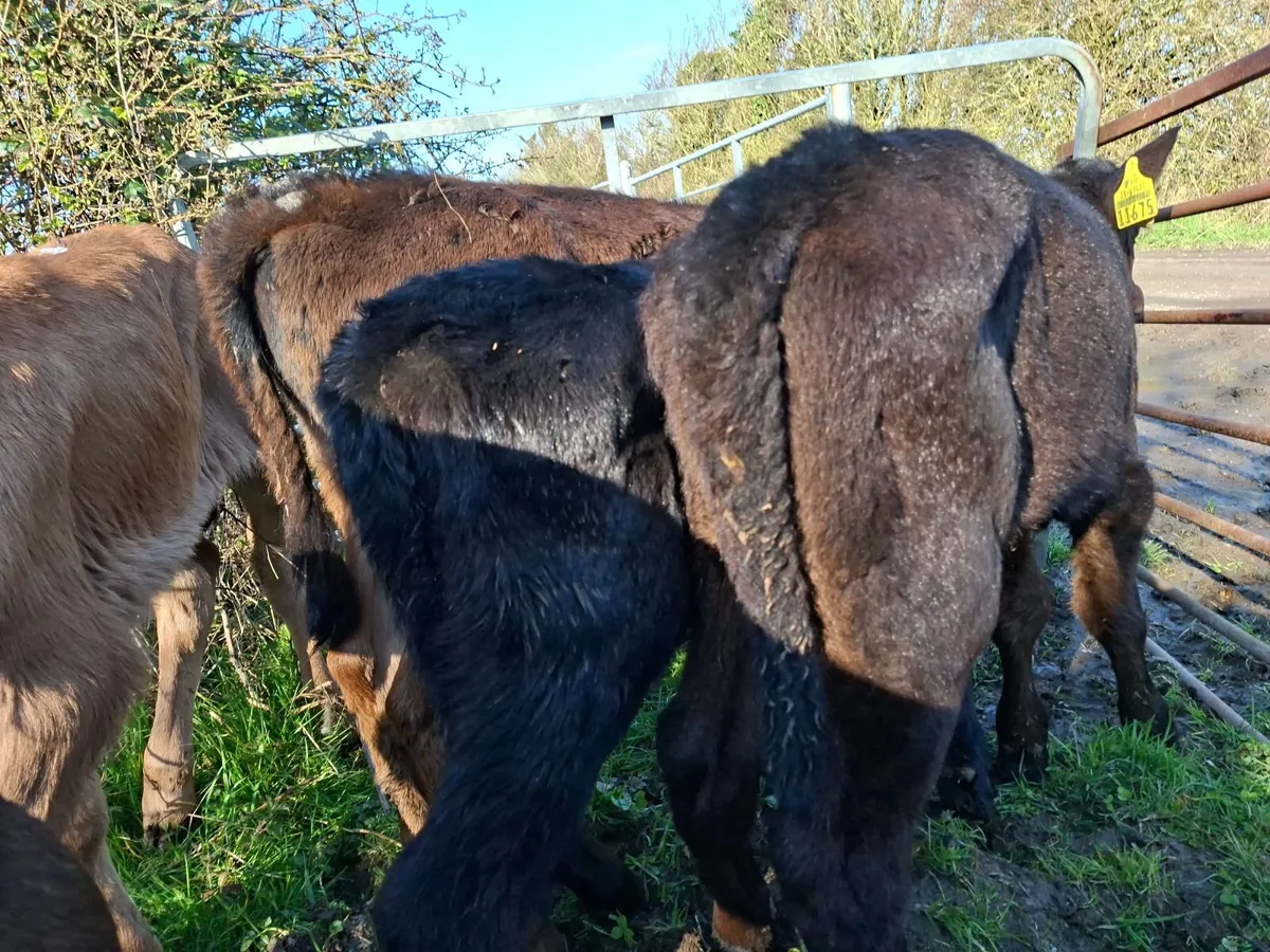 Angus and Limousin Heifer  Calves - Image 4