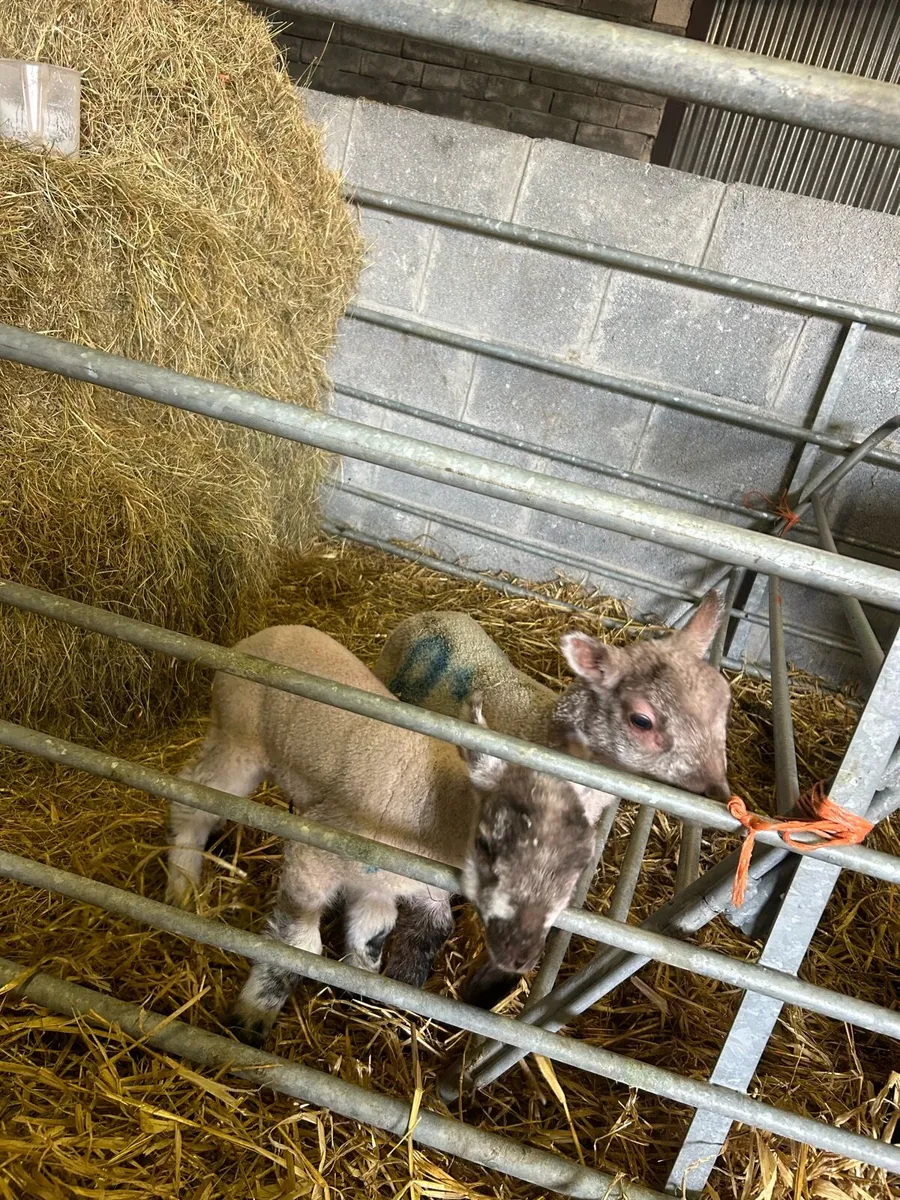 Pet lambs