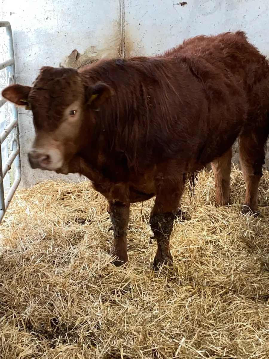 SCEP Eligible 5 Star pedigree Limousin Bull - Image 1