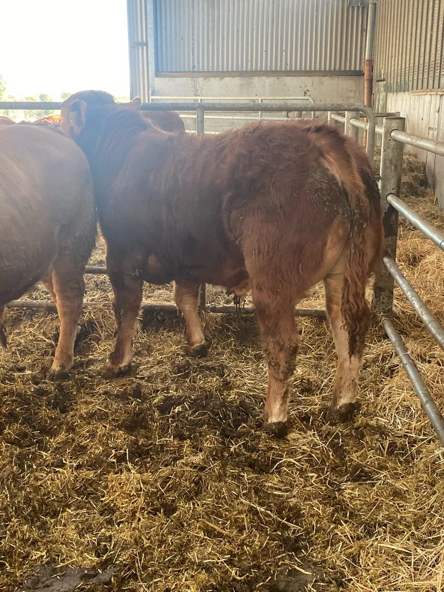 SCEP Eligible 5 Star pedigree Limousin Bull - Image 2