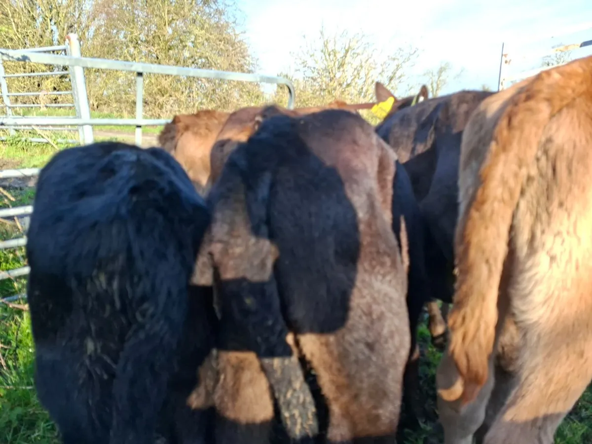 Angus and Limousin Heifer  Calves - Image 1