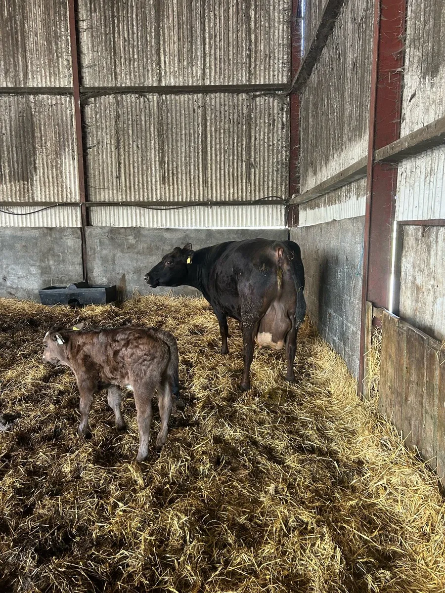 Angus cow with BB calf - Image 2