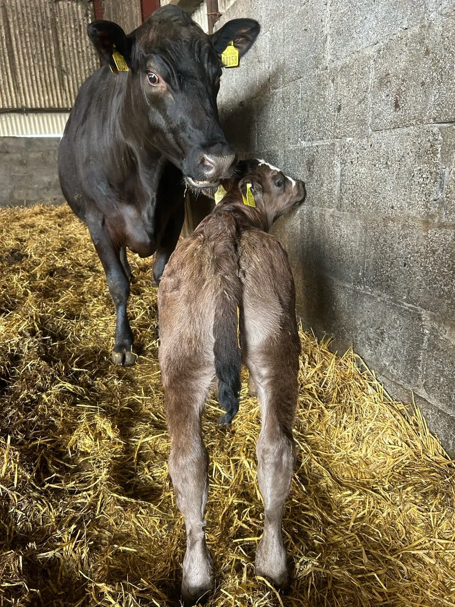 Angus cow with BB calf - Image 3