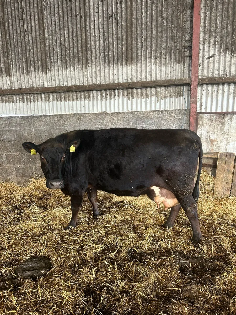 Angus cow with BB calf - Image 4