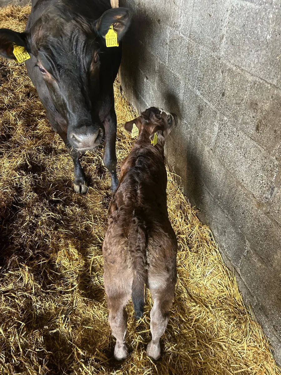 Angus cow with BB calf - Image 1