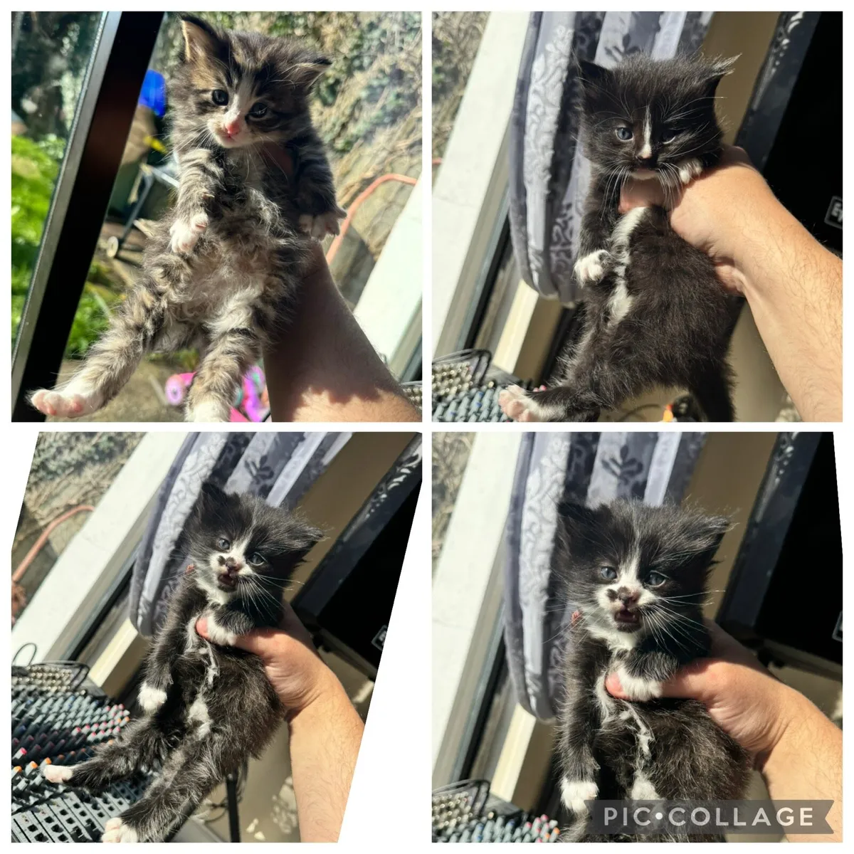 4 BEAUTIFUL FLUFFY KITTENS WITH BLUE EYES - Image 1