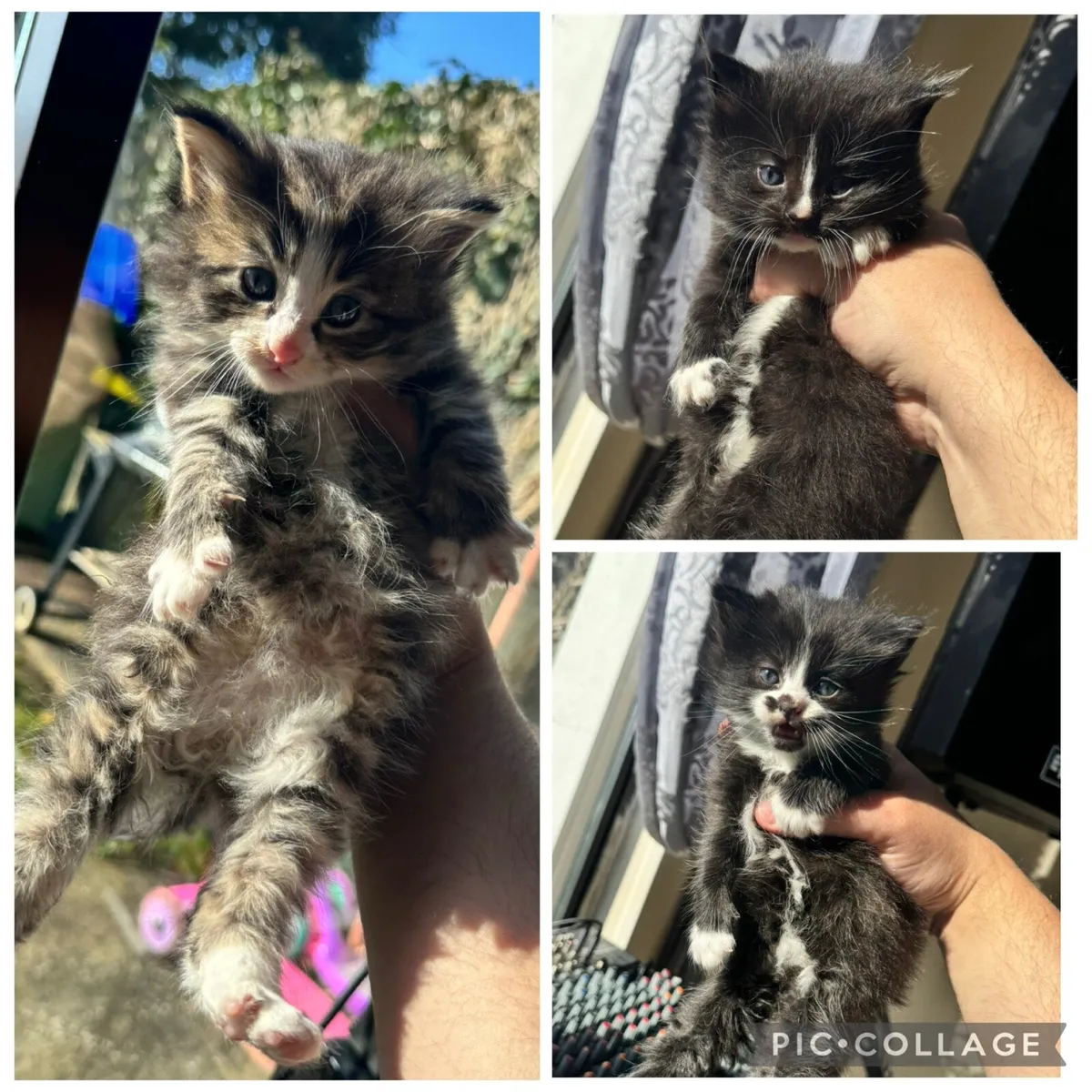 4 BEAUTIFUL FLUFFY KITTENS WITH BLUE EYES - Image 2