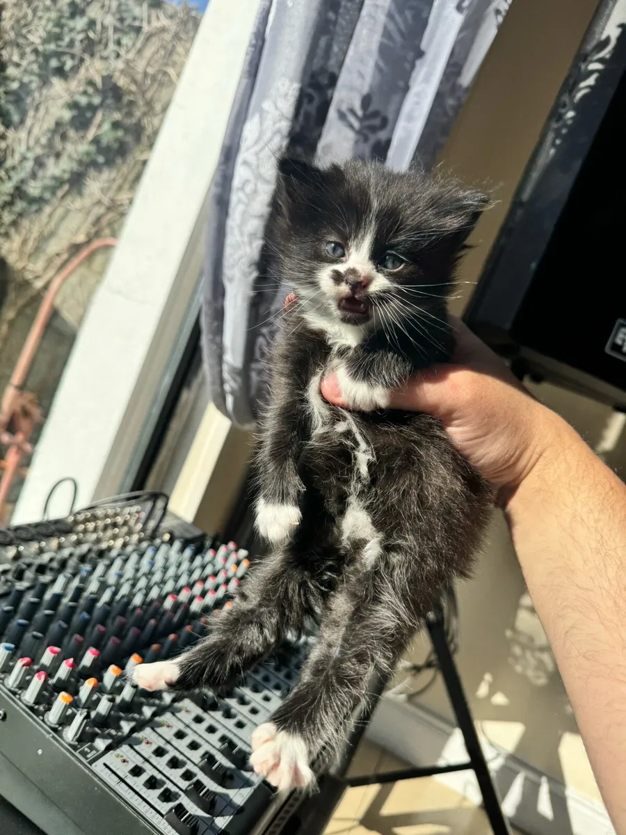 4 BEAUTIFUL FLUFFY KITTENS WITH BLUE EYES - Image 3