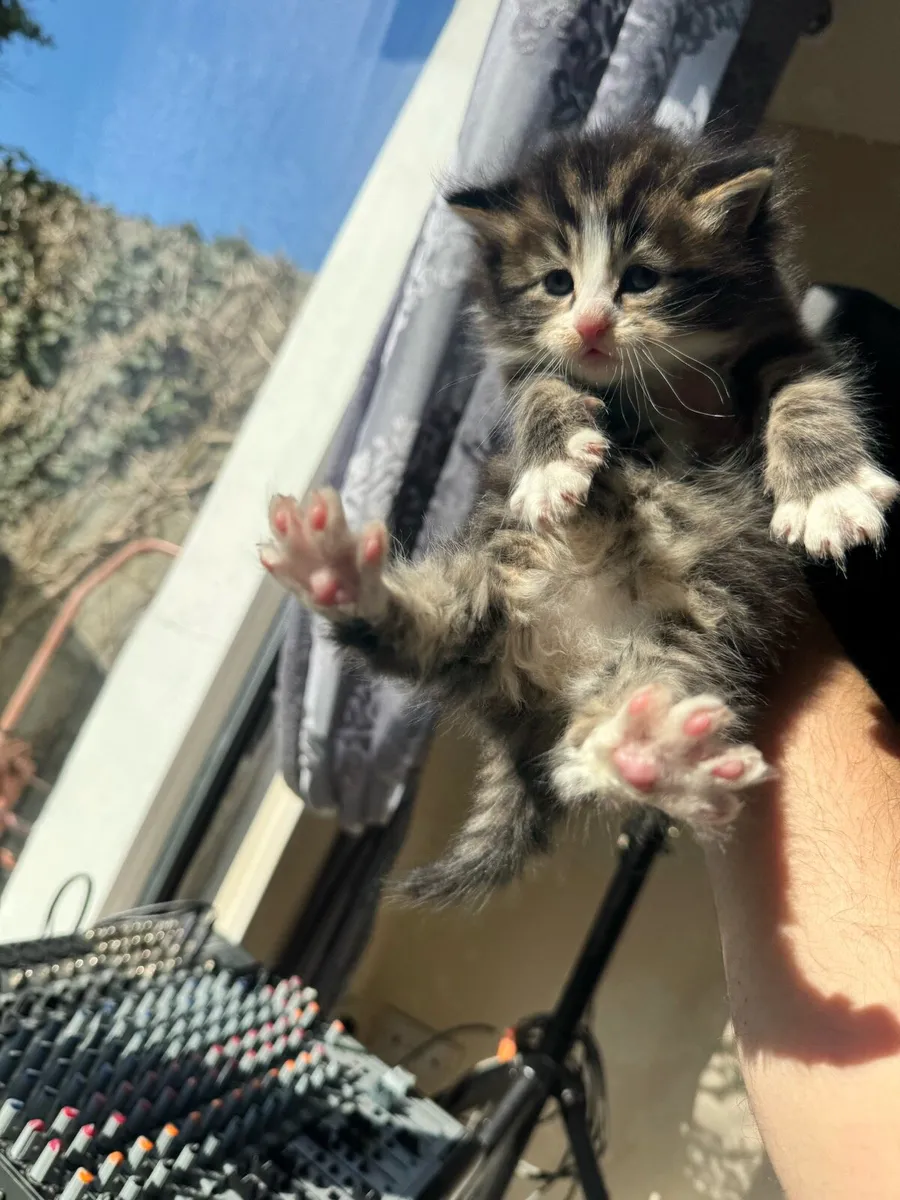 4 BEAUTIFUL FLUFFY KITTENS WITH BLUE EYES - Image 4