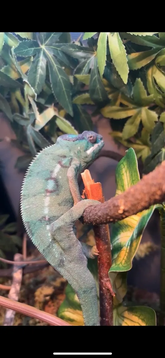 Chameleon - Image 1