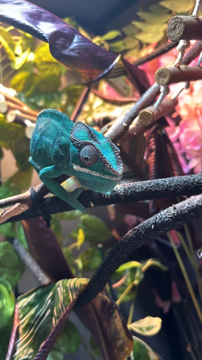 Chameleon - Image 4