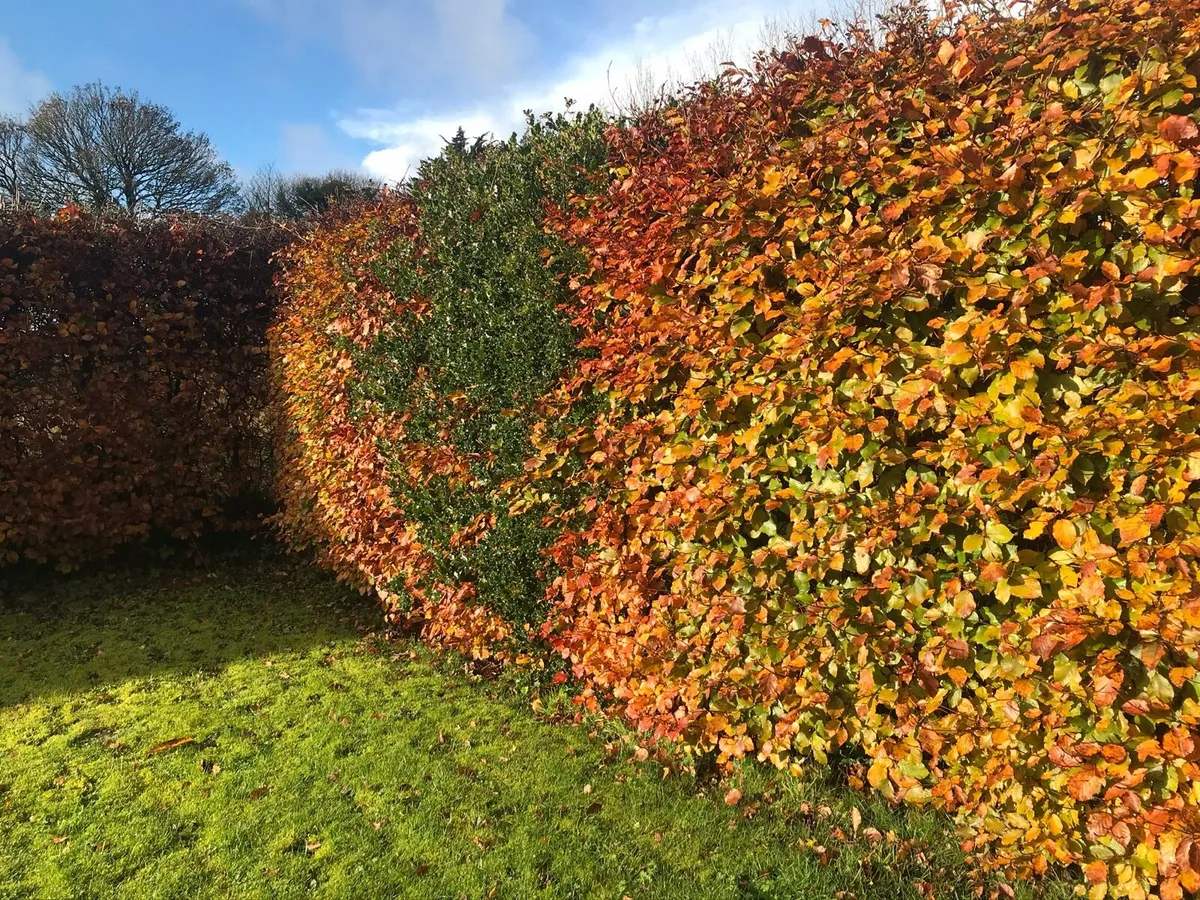 Beech Hedging - Image 3