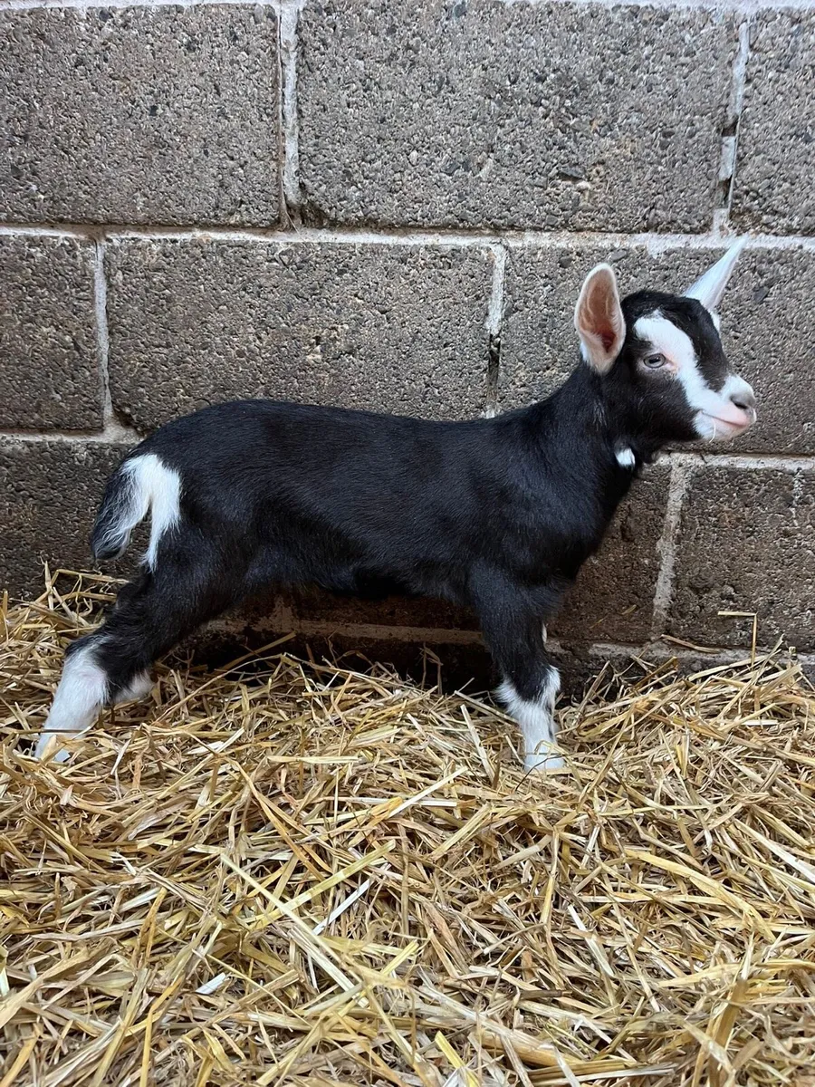 Pbnr Alpine male kid