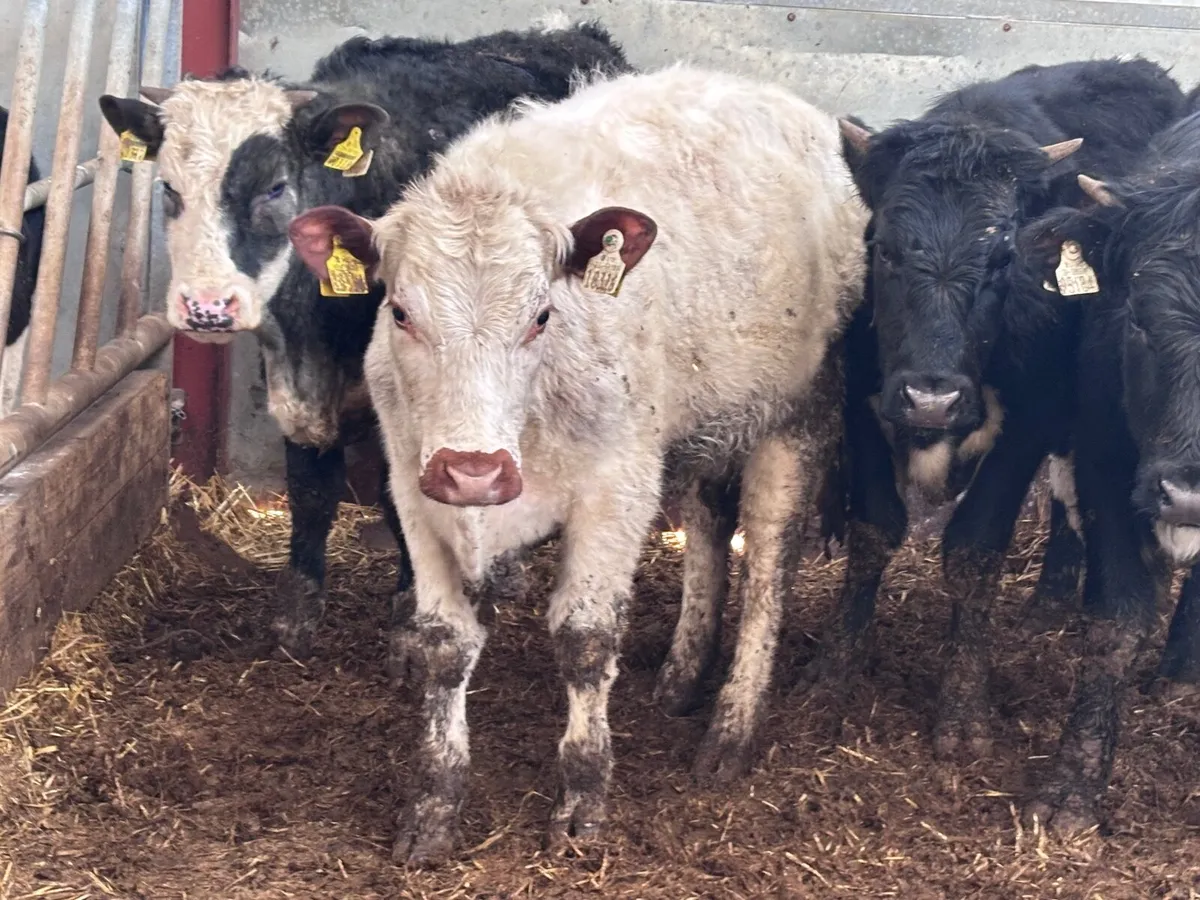 4 colured heifers for sale - Image 2