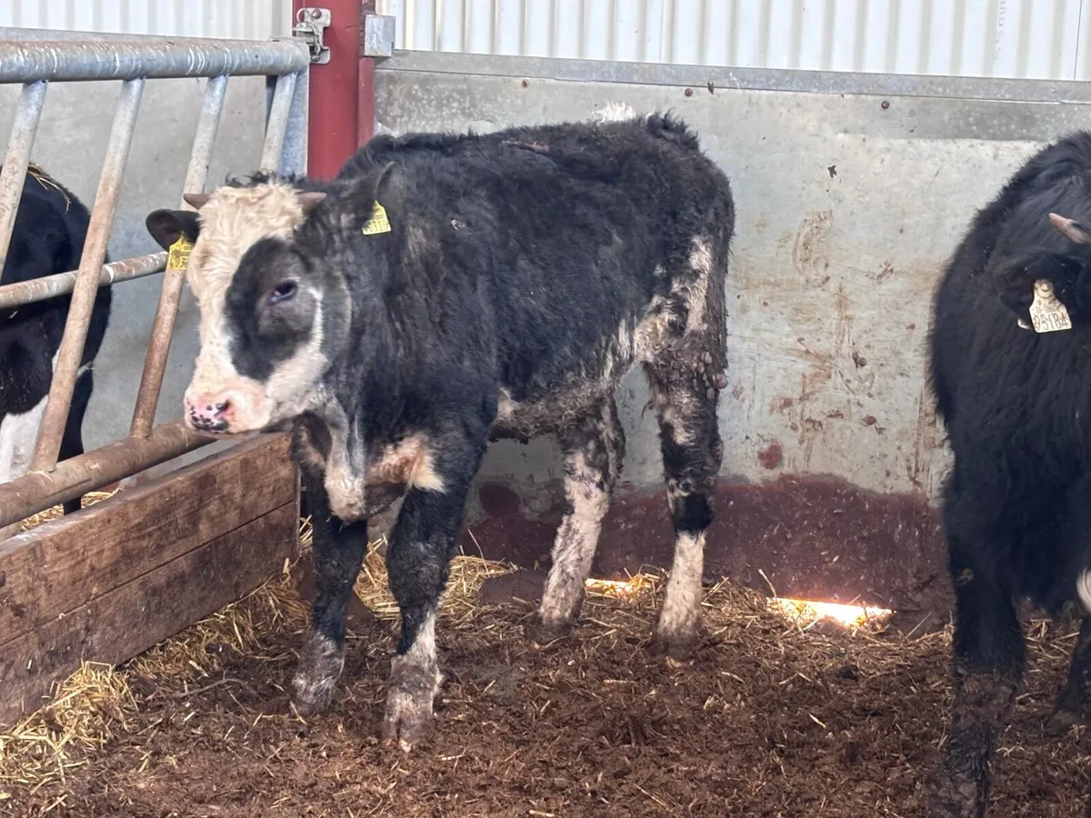 4 colured heifers for sale - Image 3