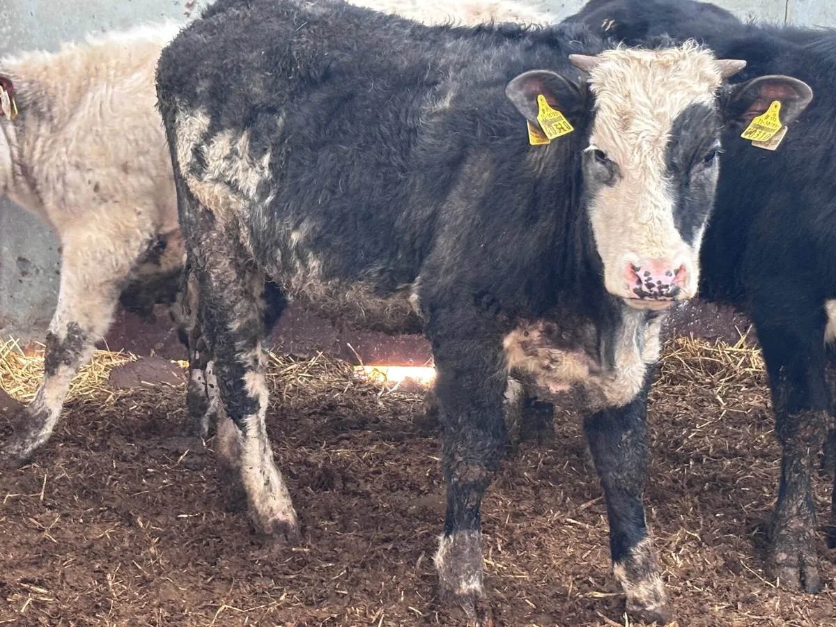 4 colured heifers for sale - Image 1