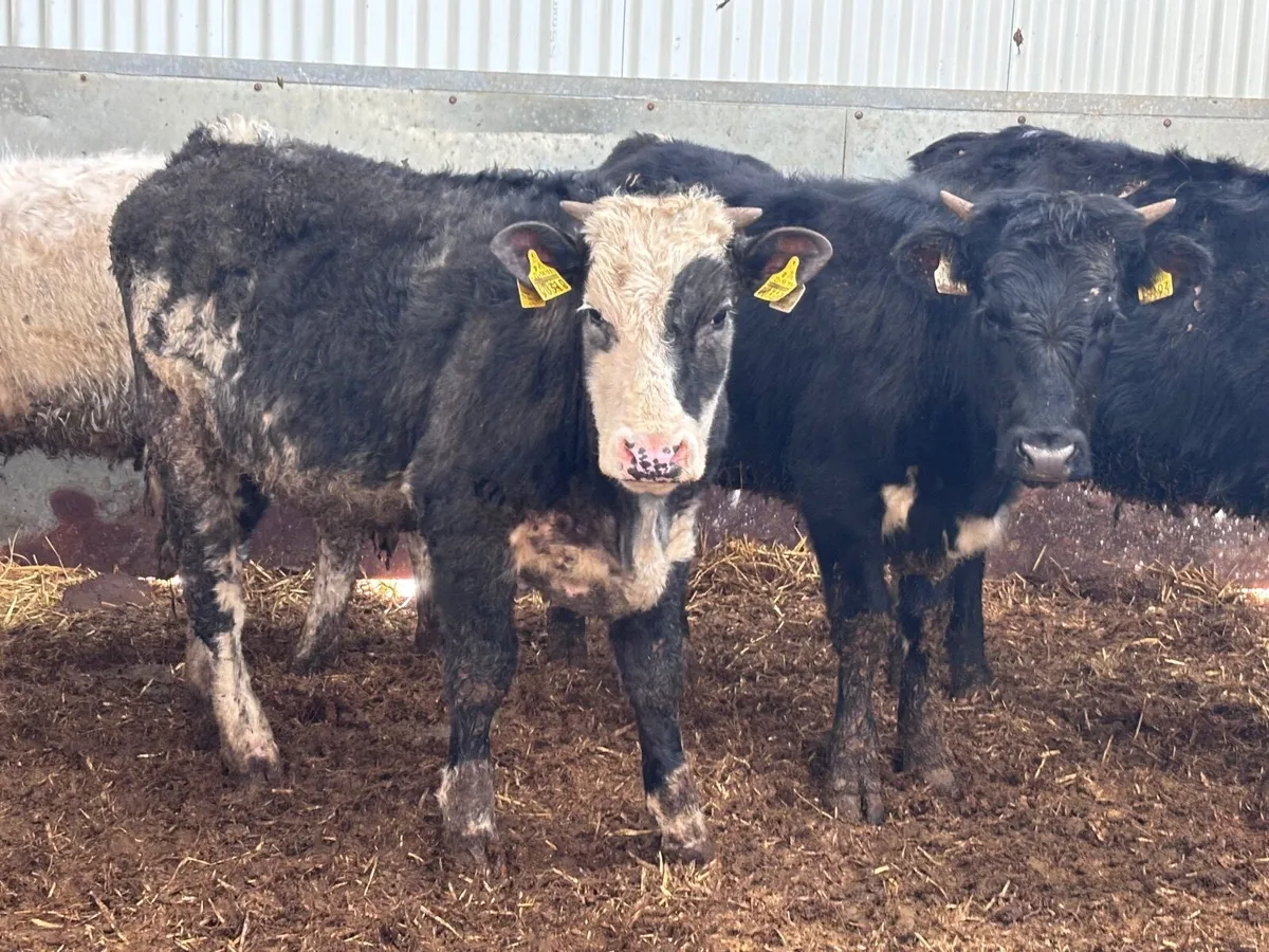 4 colured heifers for sale - Image 4