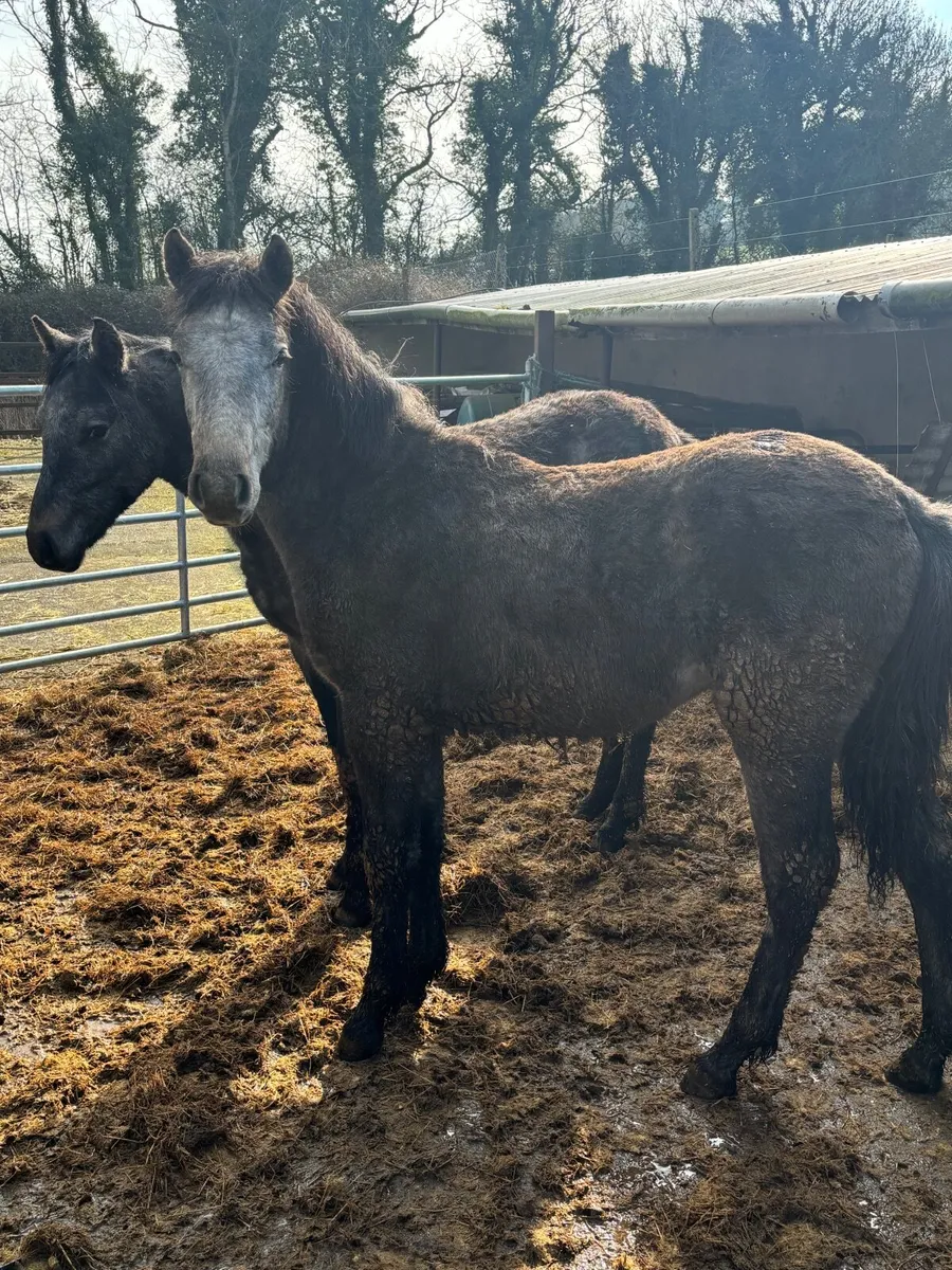 Conemara yearling - Image 1