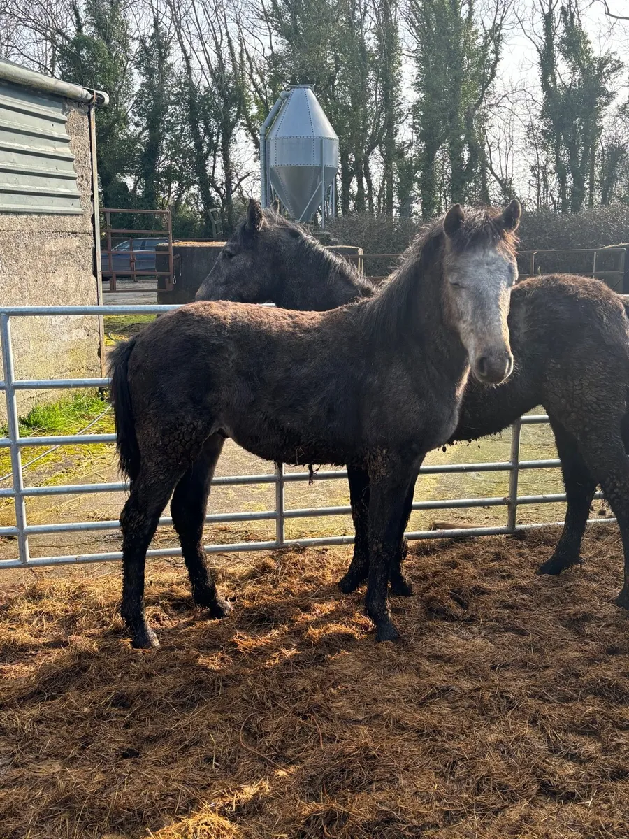 Conemara yearling - Image 3