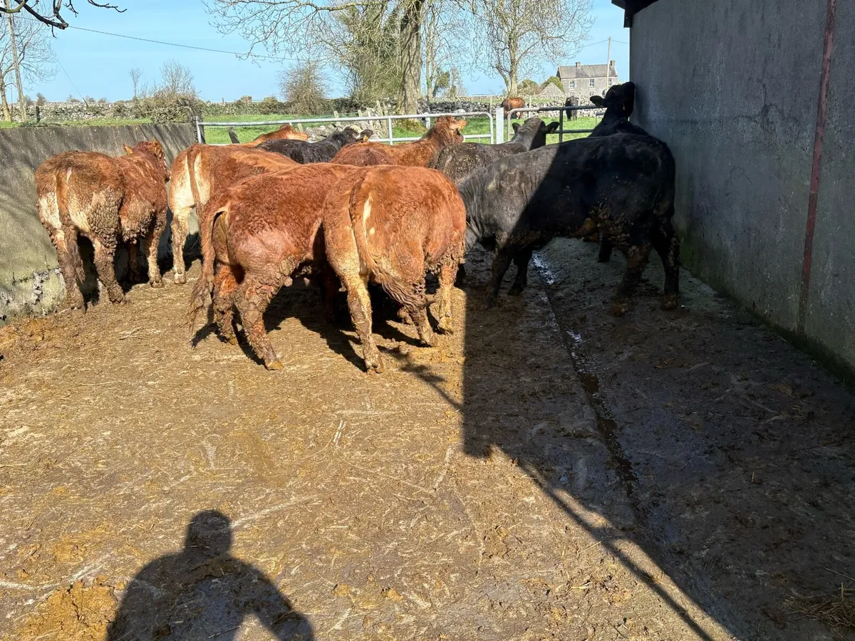 21st ballinasloe mart bulls - Image 1