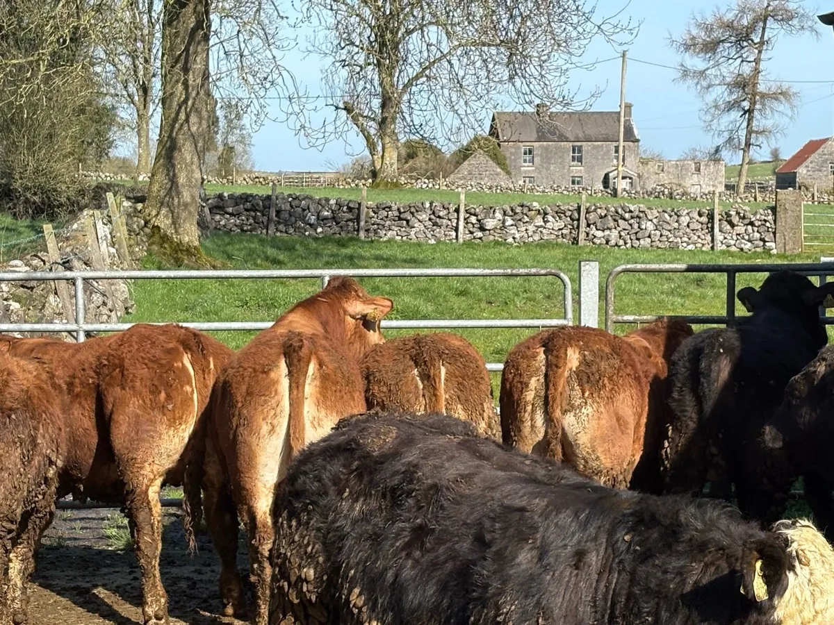 21st ballinasloe mart bulls - Image 2