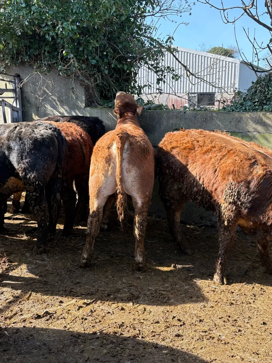 21st ballinasloe mart bulls - Image 3