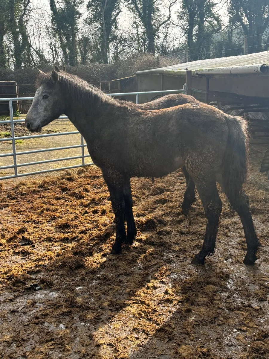 Conemara yearling - Image 2