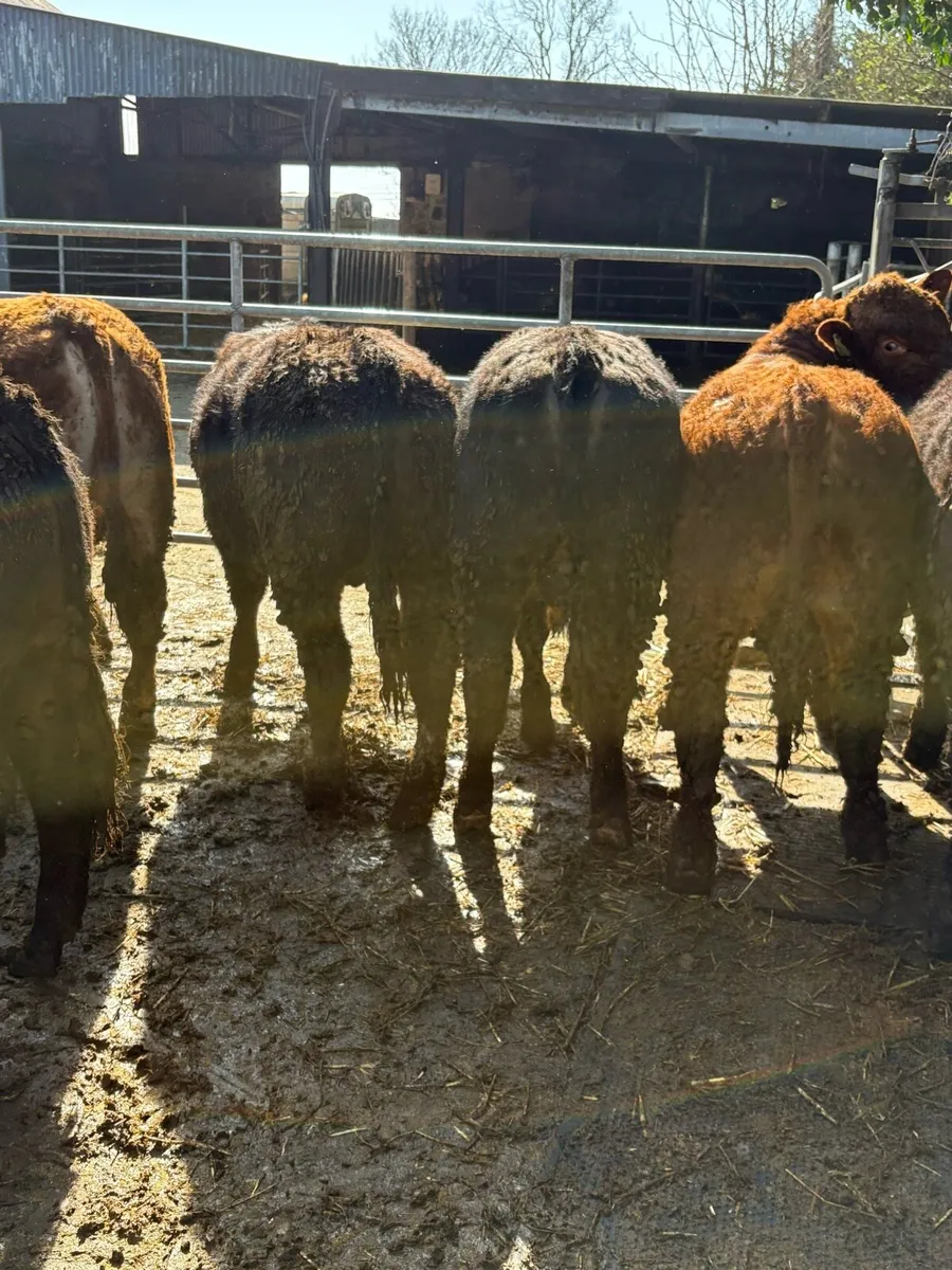 21st ballinasloe mart bulls - Image 4