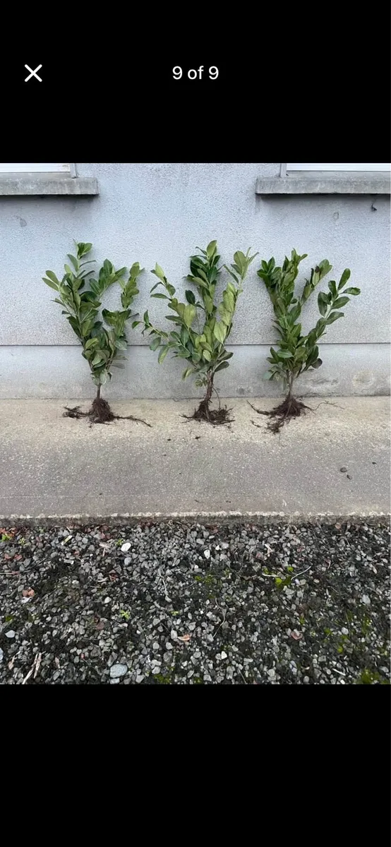 Trees & Hedging - Image 1