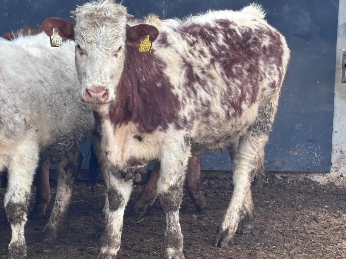 2 top quality breeding heifers for sale - Image 1