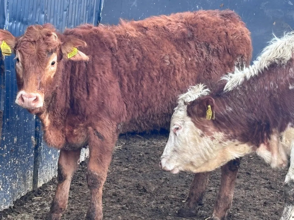 2 top quality breeding heifers for sale - Image 4