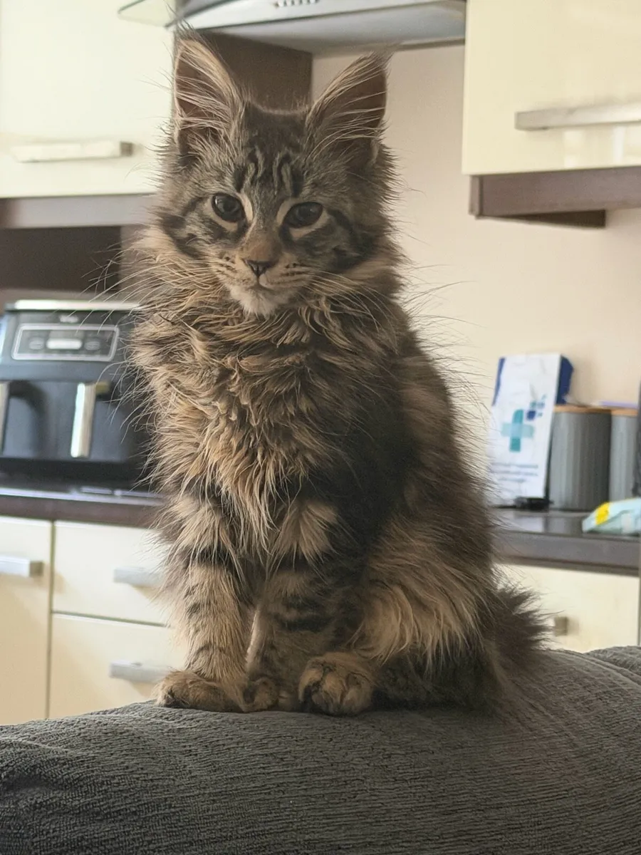 Main coon girl classic n22 - Image 3