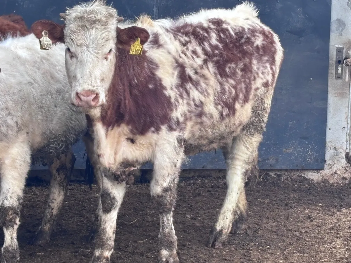2 top quality breeding heifers for sale - Image 2
