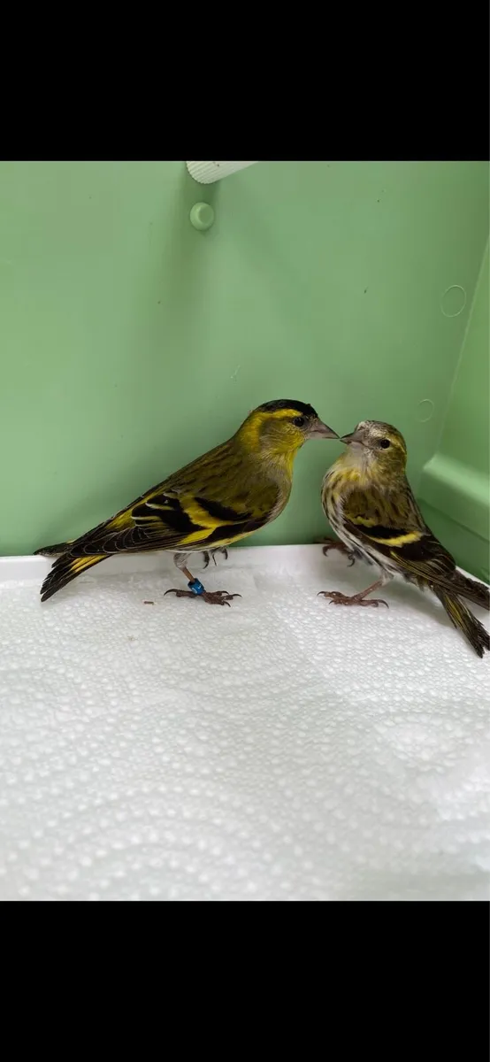 Breeding Cage - Image 3