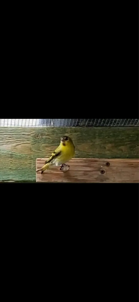 Breeding Cage - Image 4