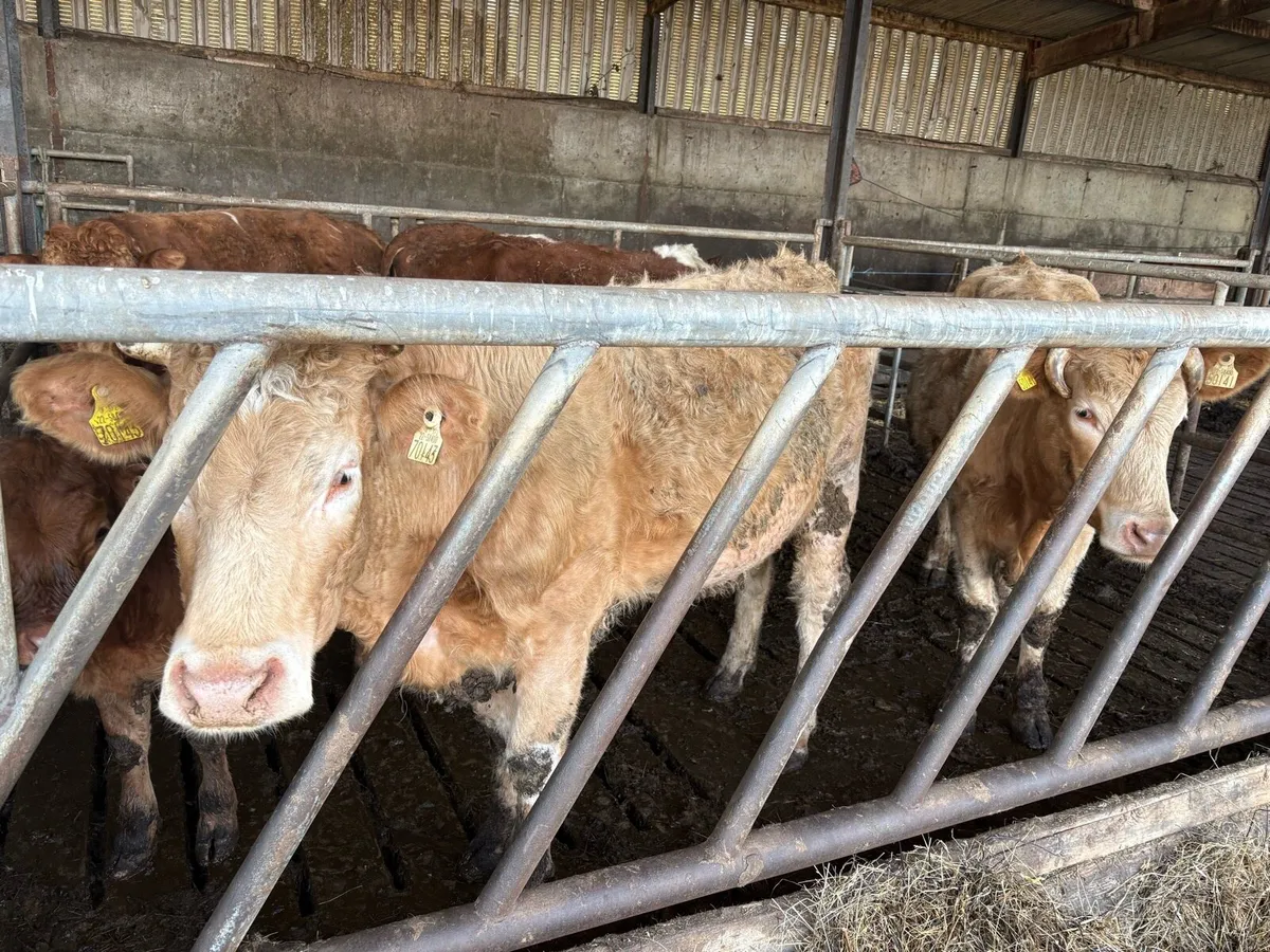 Organic 2 Ch Cows With Calves - Image 4