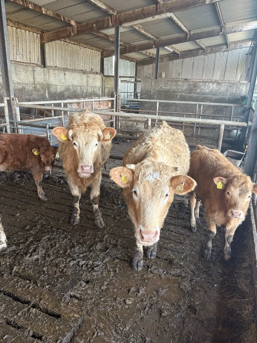 Organic 2 Ch Cows With Calves - Image 1