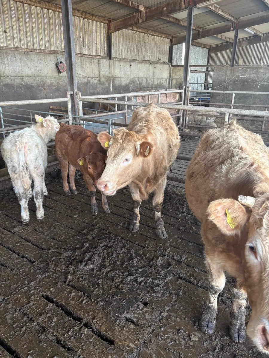 Organic 2 Ch Cows With Calves - Image 3