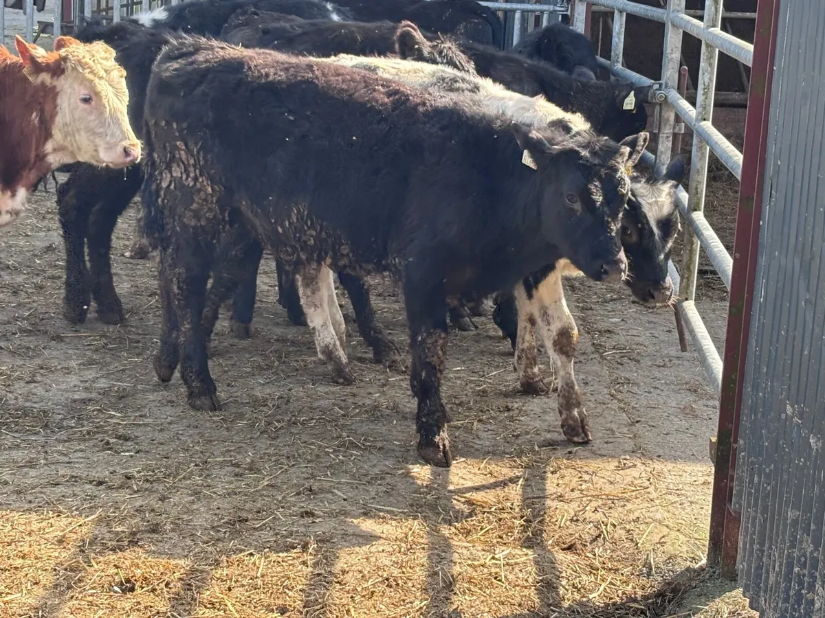 9 bull Weanlings for sale - Image 3