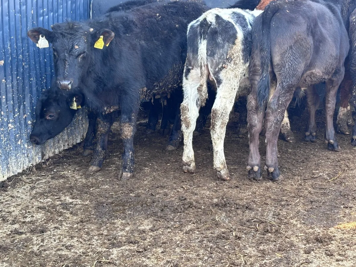 9 bull Weanlings for sale - Image 4