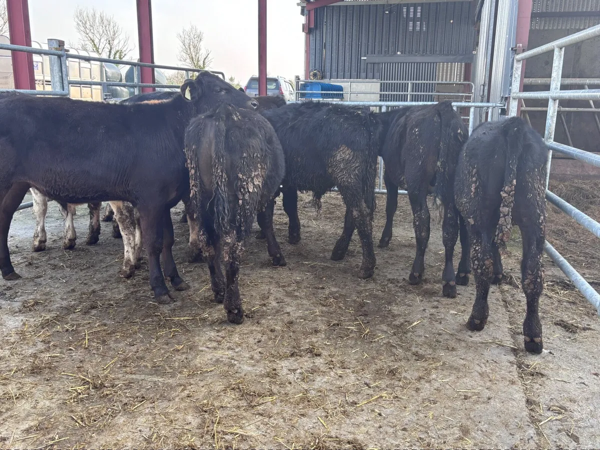 9 bull Weanlings for sale - Image 1