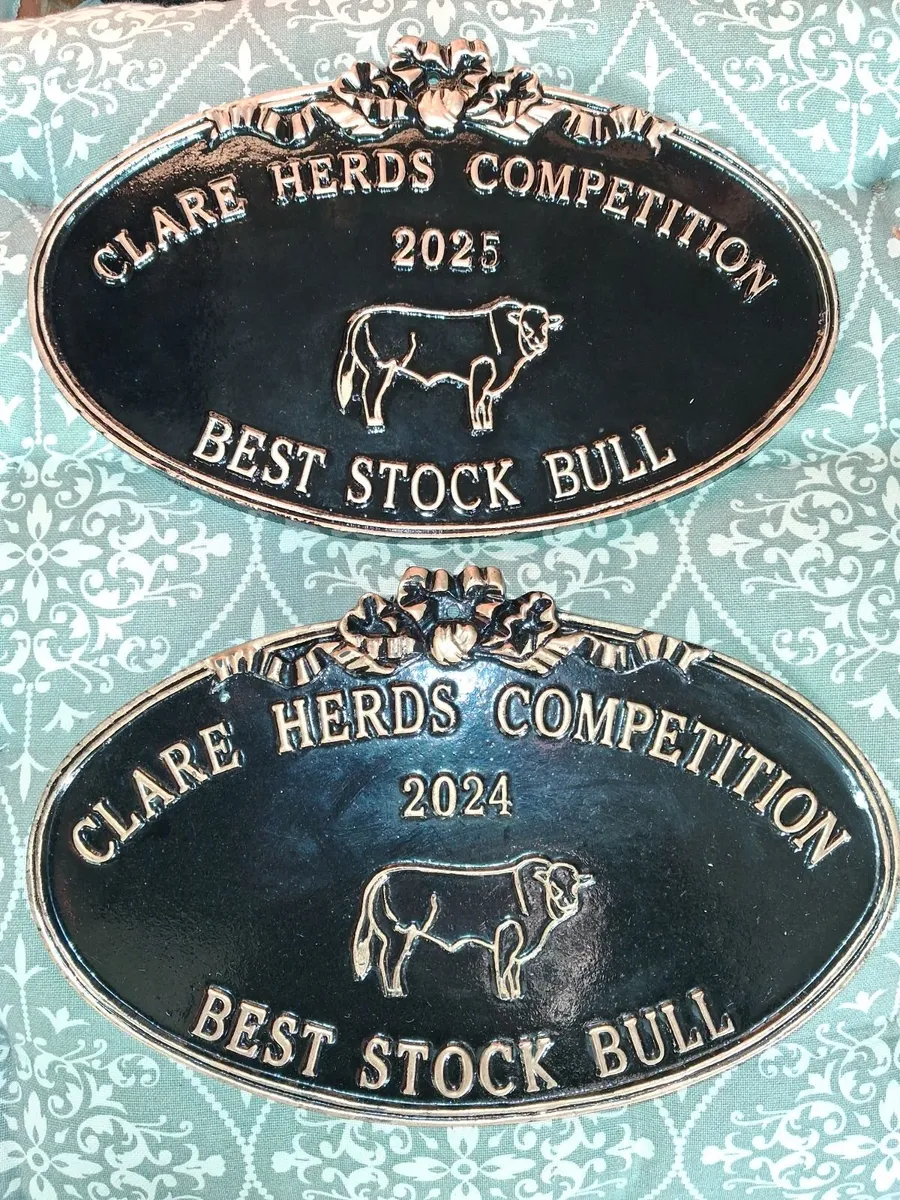 Yearling & 2.5 y.o. Maiden Heifers for Sale - Image 1