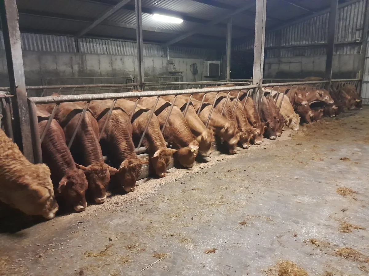 Yearling & 2.5 y.o. Maiden Heifers for Sale - Image 2